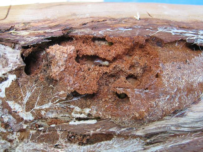 Une termite