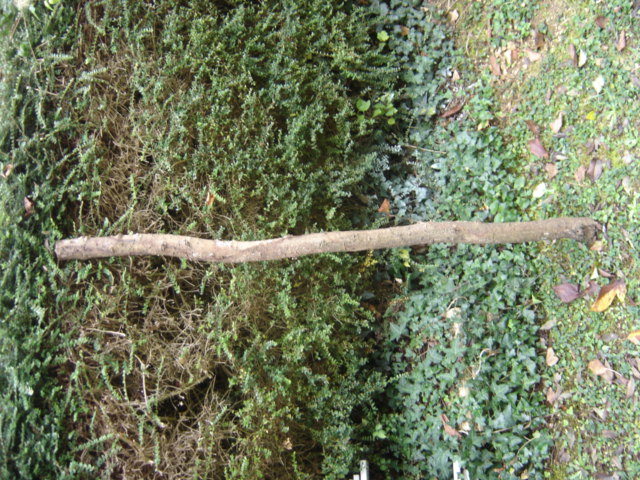 la branche entière