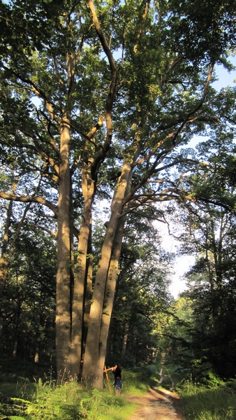 arbre aux 7 troncs.jpg