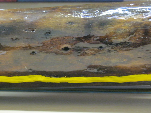 trous sandidj dracaena.jpg