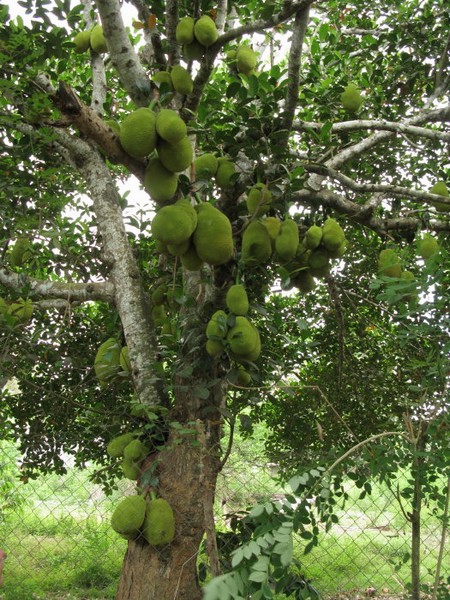 arbre jacquier01.jpg