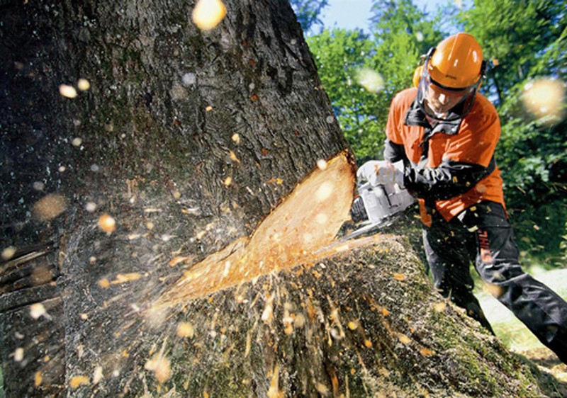 tronconneuse à dégrossir.jpg