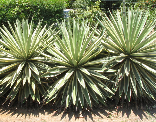 Marginata.jpg