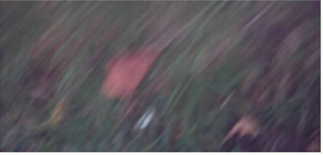 Après midi champetre au coeur de Paris....