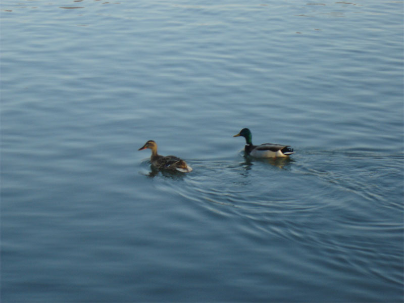 coincoin-les-ptits-canards.jpg