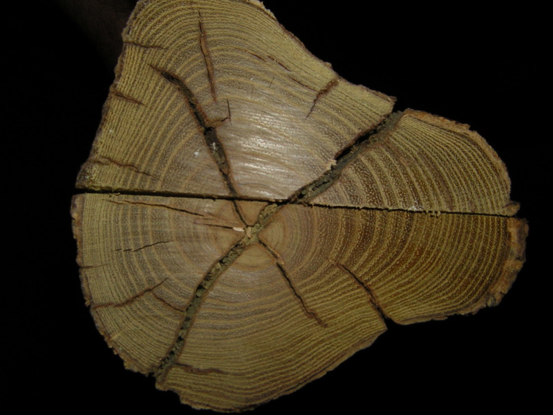 DSCN1011.jpg