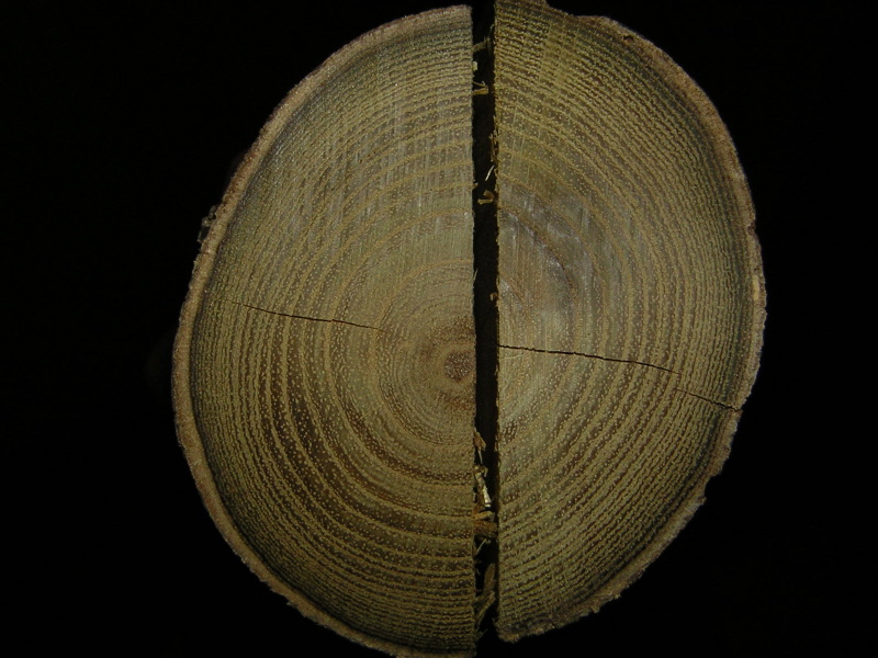DSCN1010.jpg