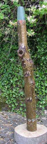 Frêne 6.500.jpg