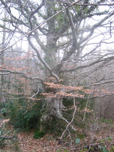 arbre!arbre ! arbre!