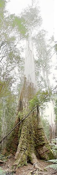 bigtree-good3.jpg