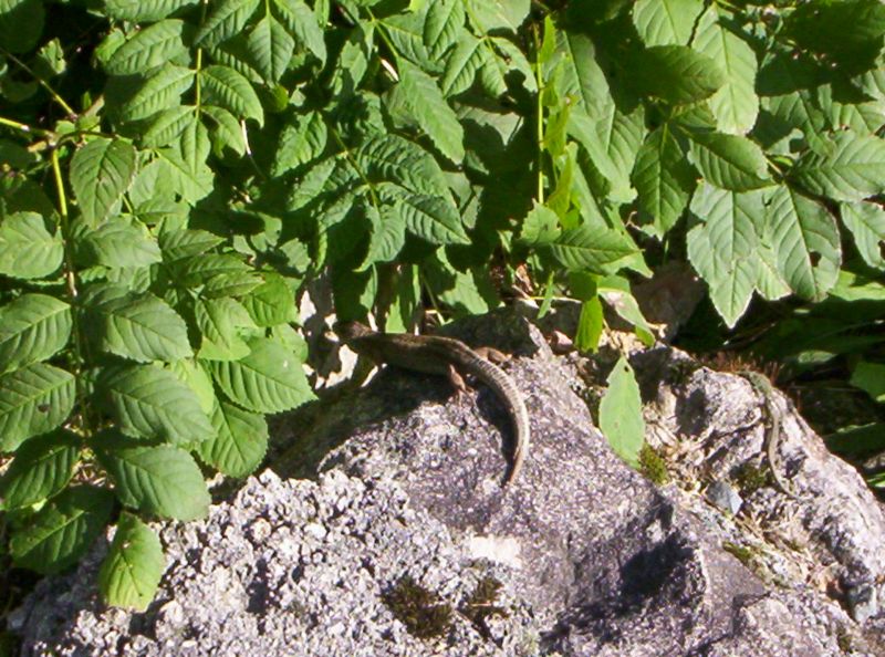 lezard.JPG