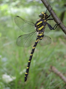 laBelleDemoiselle.jpg