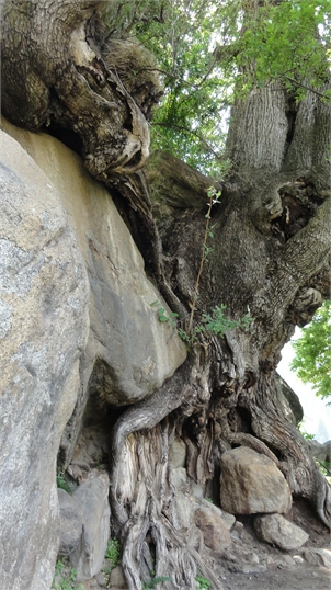 celui ci est en Inde du nord ( région de la Parvati )