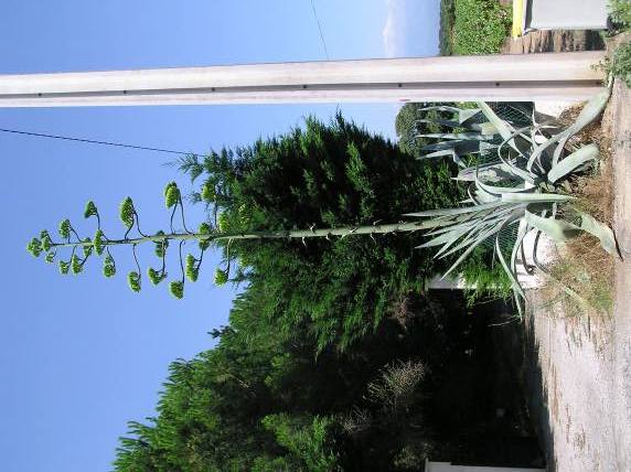 agave.jpg